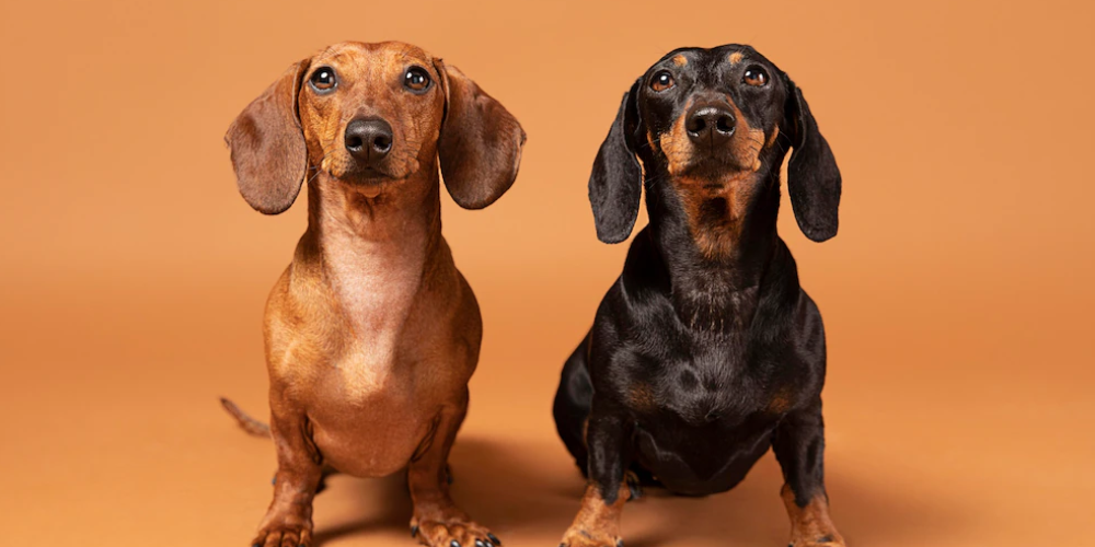 한국애견협회 및 애견산업 미래(+ 펫코노미) 1