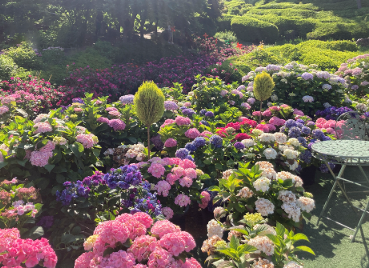 수도권 수국명소 추천 7곳, 도심 속에서 만나는 수국의 향연