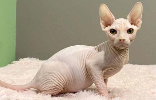 스핑크스 고양이