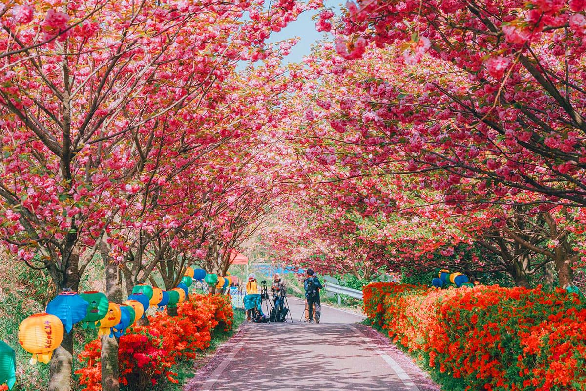 문수사-겹벚꽃-철쭉-로드