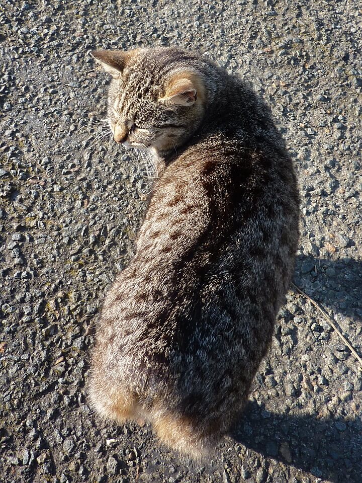 맹크스고양이