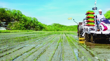 벼의 한살이 과정 확인하기