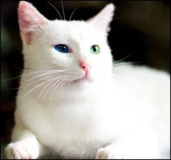 터키시앙고라 고양이 유전병 성격 가격_29