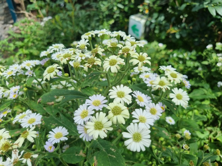 추산쑥부쟁이