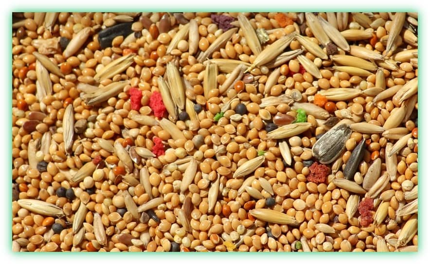 카무트와 귀리의 효능, 차이점, 부작용