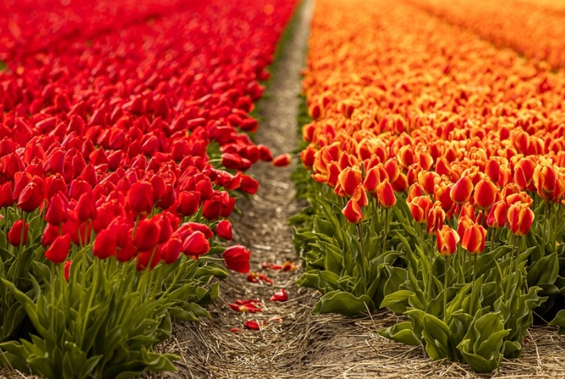 스마트팜 정밀 농업 꽃 농장 사진