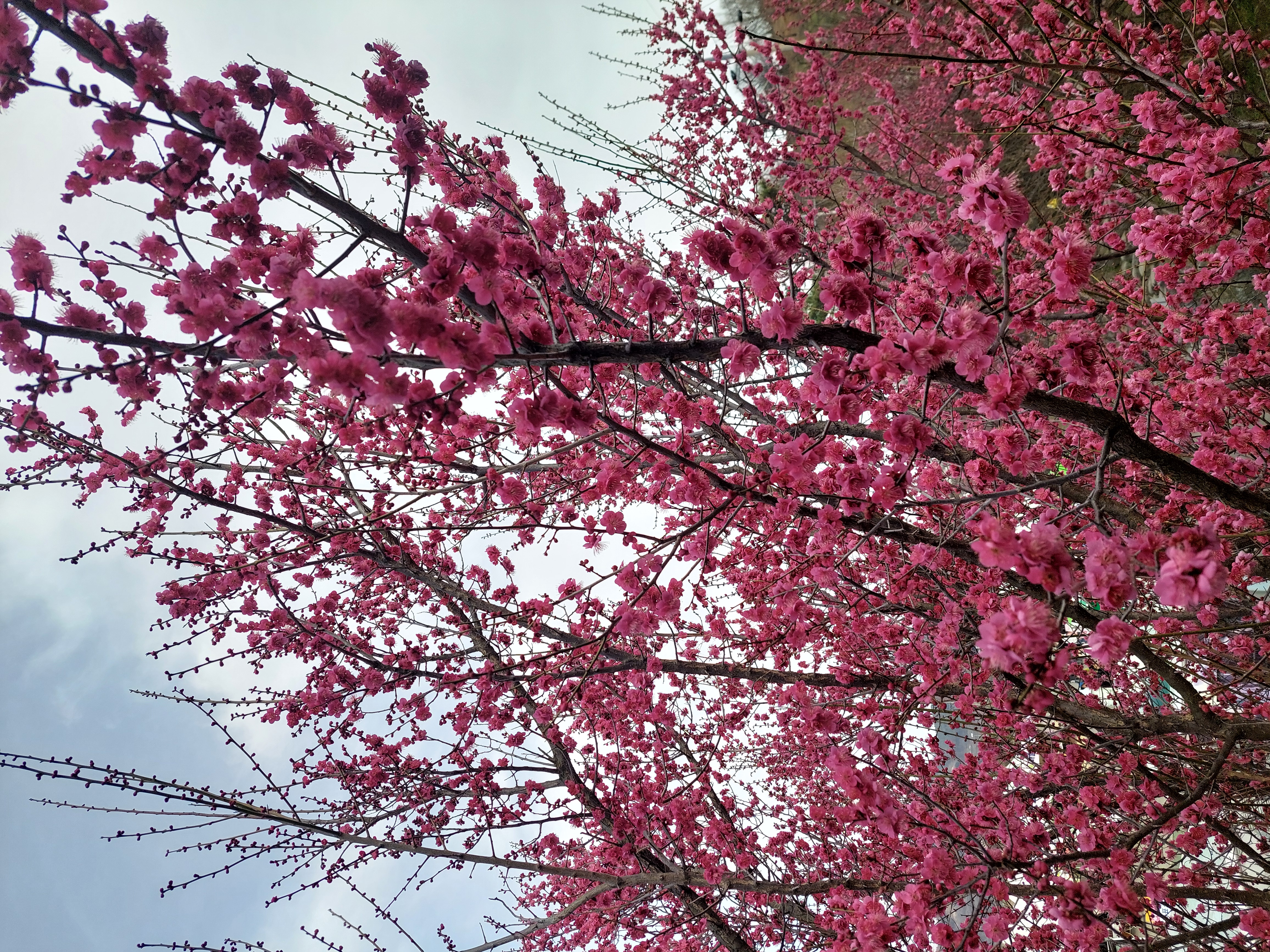 쫓비산