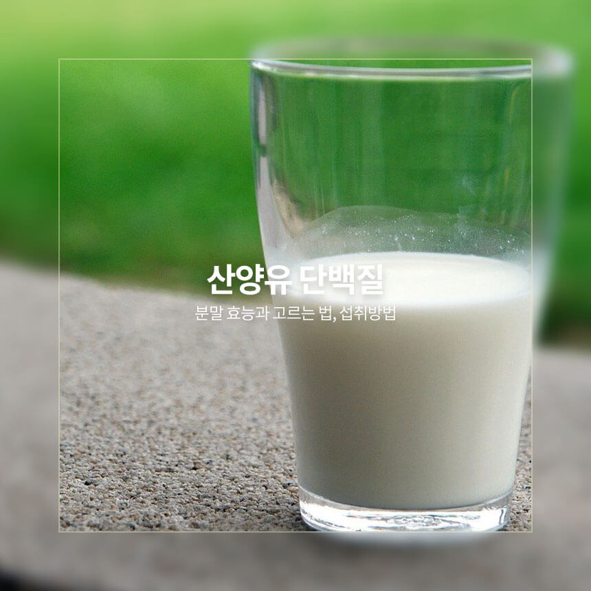 산양유 단백질&#44; 분말 효능&#44; 고르는 법&#44; 섭취방법