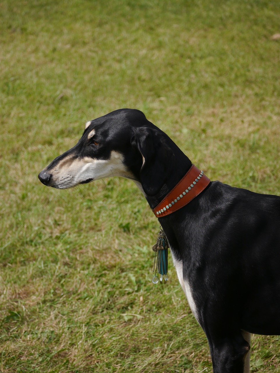 그레이하운드(Greyhound)3