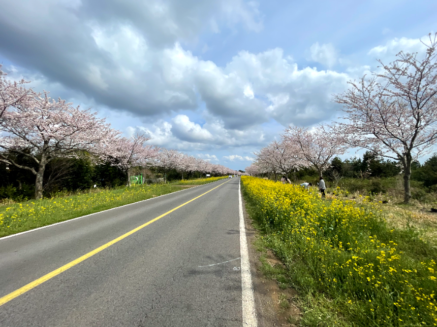 가시리 풍력발전단지 외부도로2