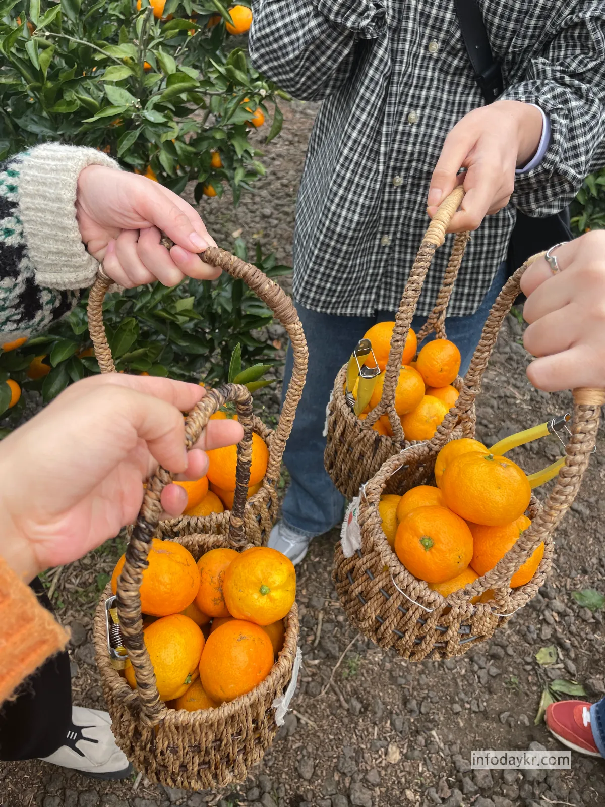 보메와산-감귤따기-친구들이랑