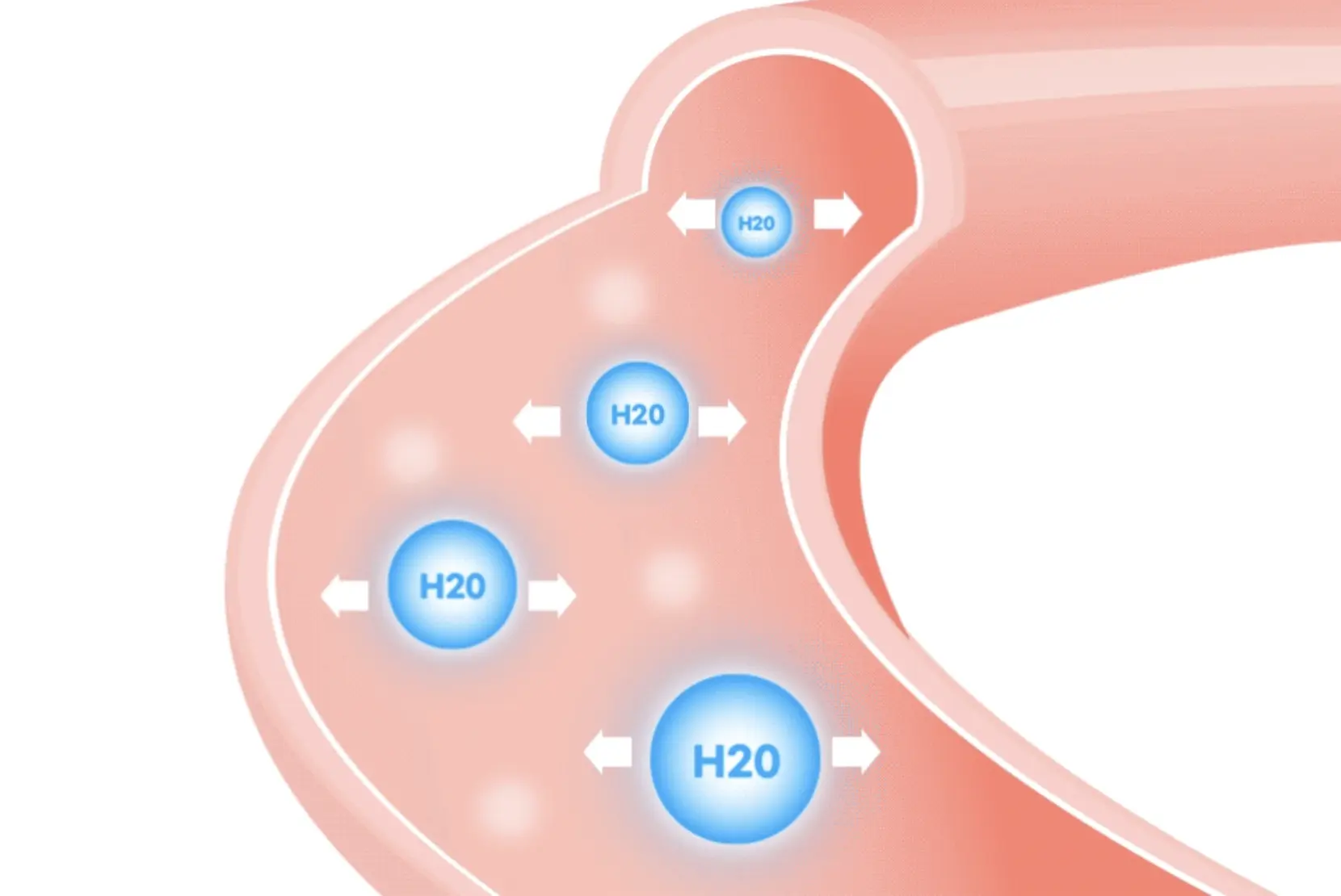 링티의 효능 - 소장 흡수 비율 사진