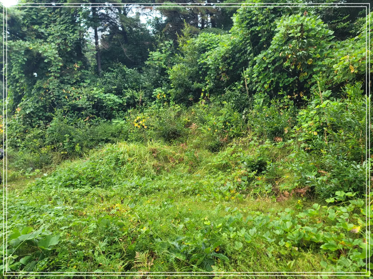 벌초-전-부-산소