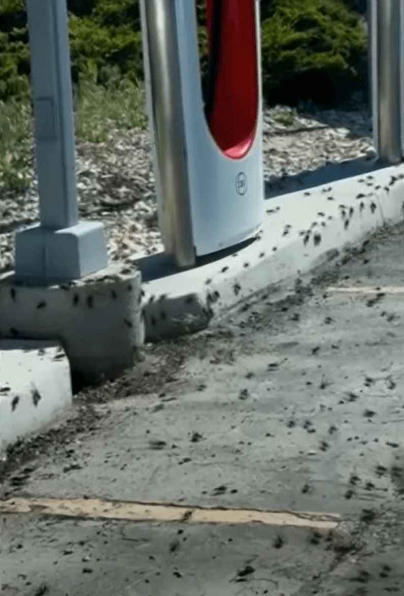 미국 서부 귀뚜라미 떼6