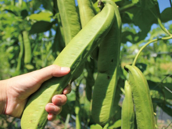 작두콩 효능 9가지 부작용