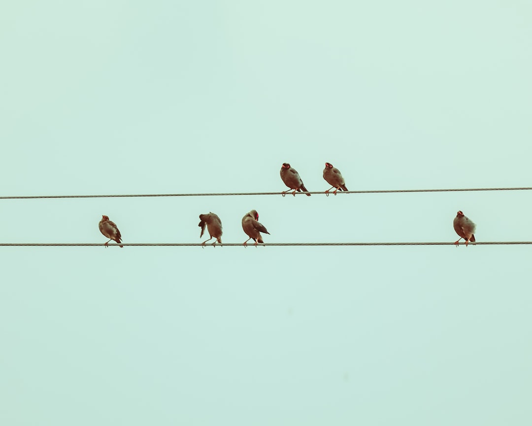 Transference.