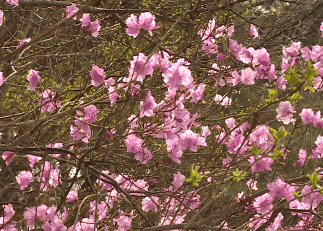 영덕 진달래 심기 착한 여행