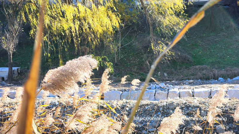 감성사진 수영천의 늦가을 버들
