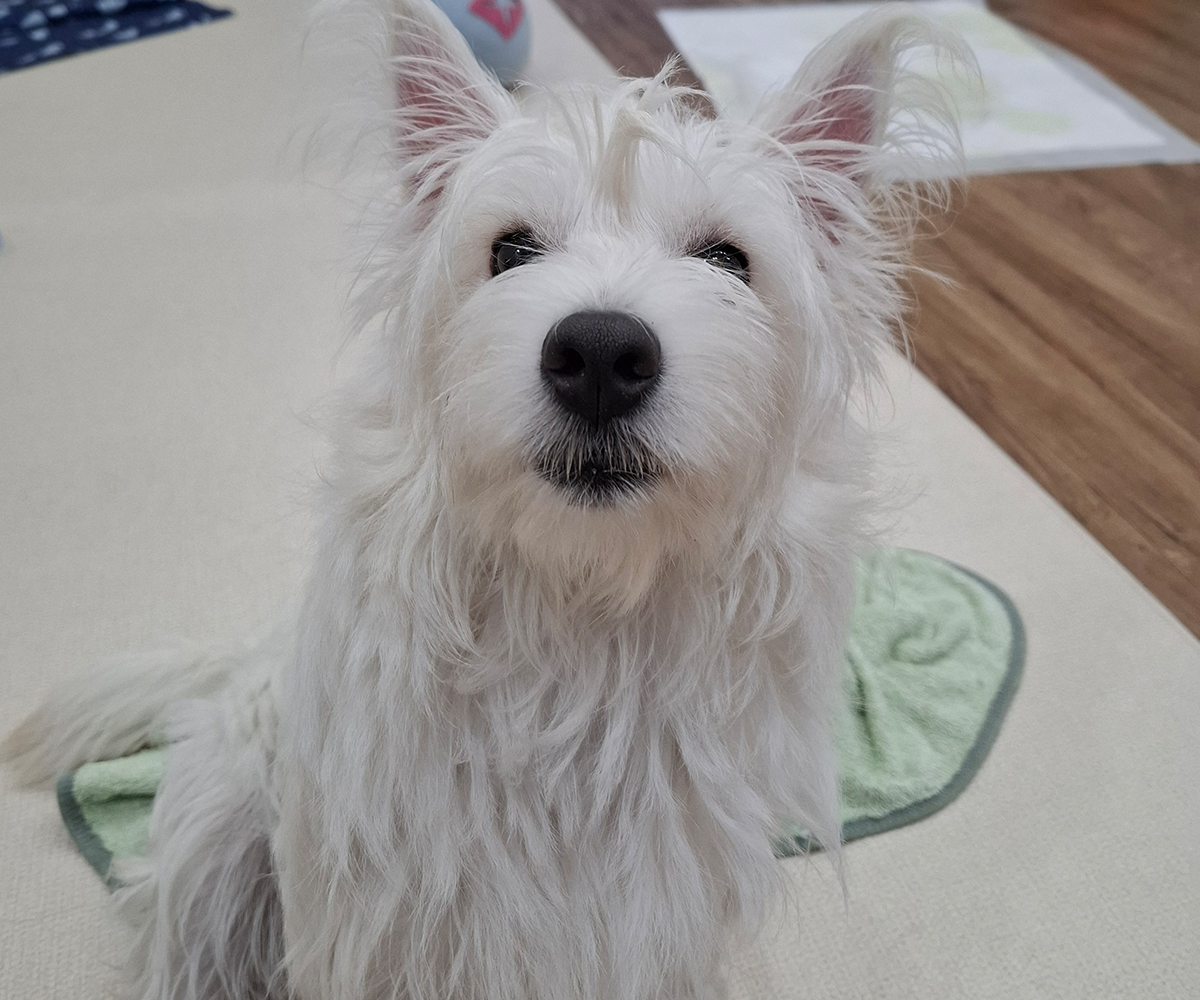 8개월 된 화이트테리어 여아 
이름은 폭시
아주 귀여운 폭시