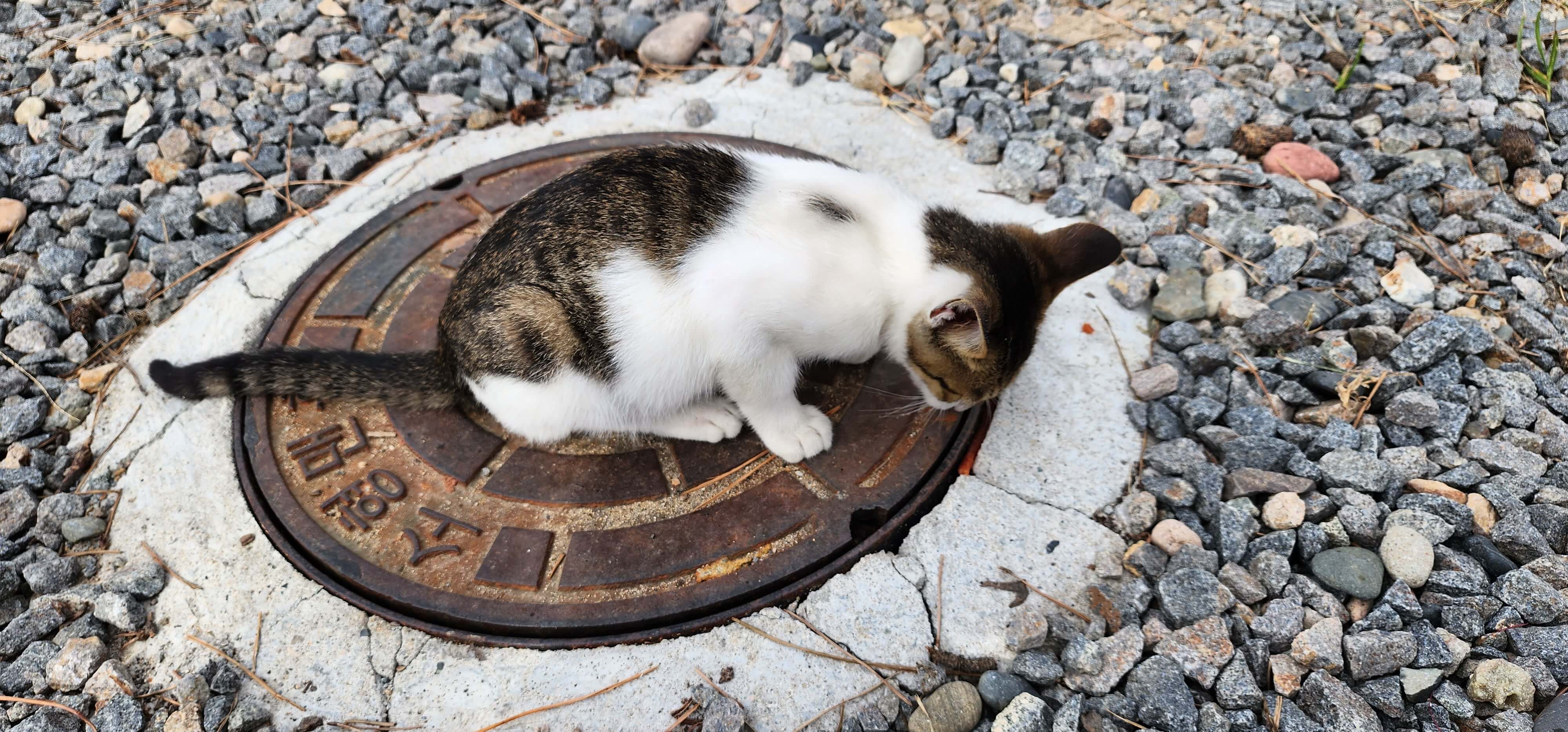 경남 노지차박 캠핑지 경주관성솔밭해변13