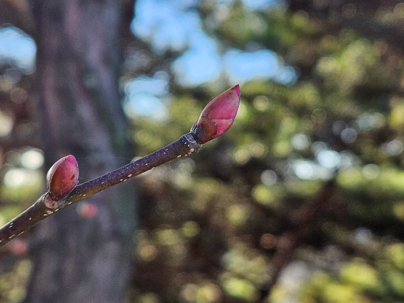 생강나무 겨울눈1