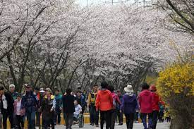 제 12회 장봉도 벚꽃축제 기본일정과 프로그램 및 특징 소개