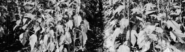 이모작: 9월 상순 ~ 9월 중순