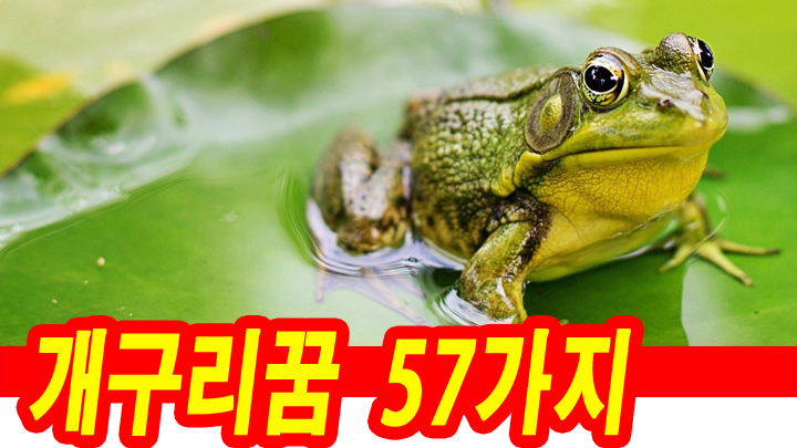 개구리꿈-연꽃위의-개구리