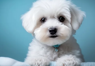 말티푸 / 출처:어도비스톡