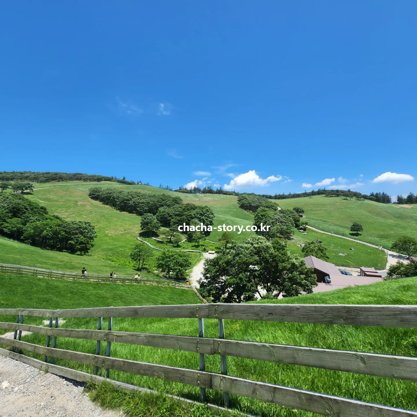 대관령-양떼목장-6