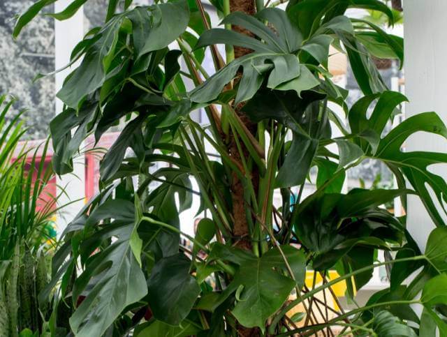 몬스테라 델리시오사(Monstera deliciosa)