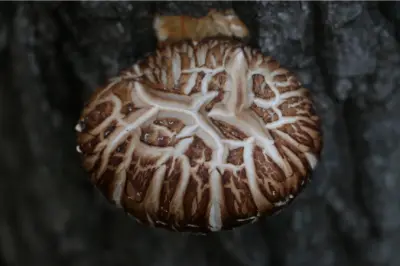 표고버섯 효능과 영양성분