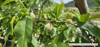 복숭아 나무 한살이 시기_17