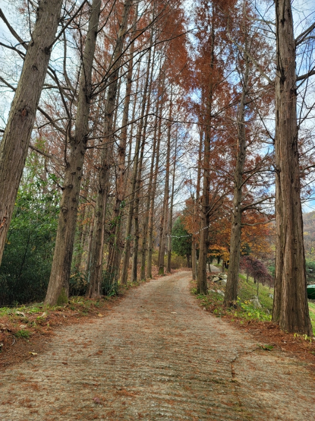 아이와 함께 즐기는 가을 캠핑장 공주 이안숲속