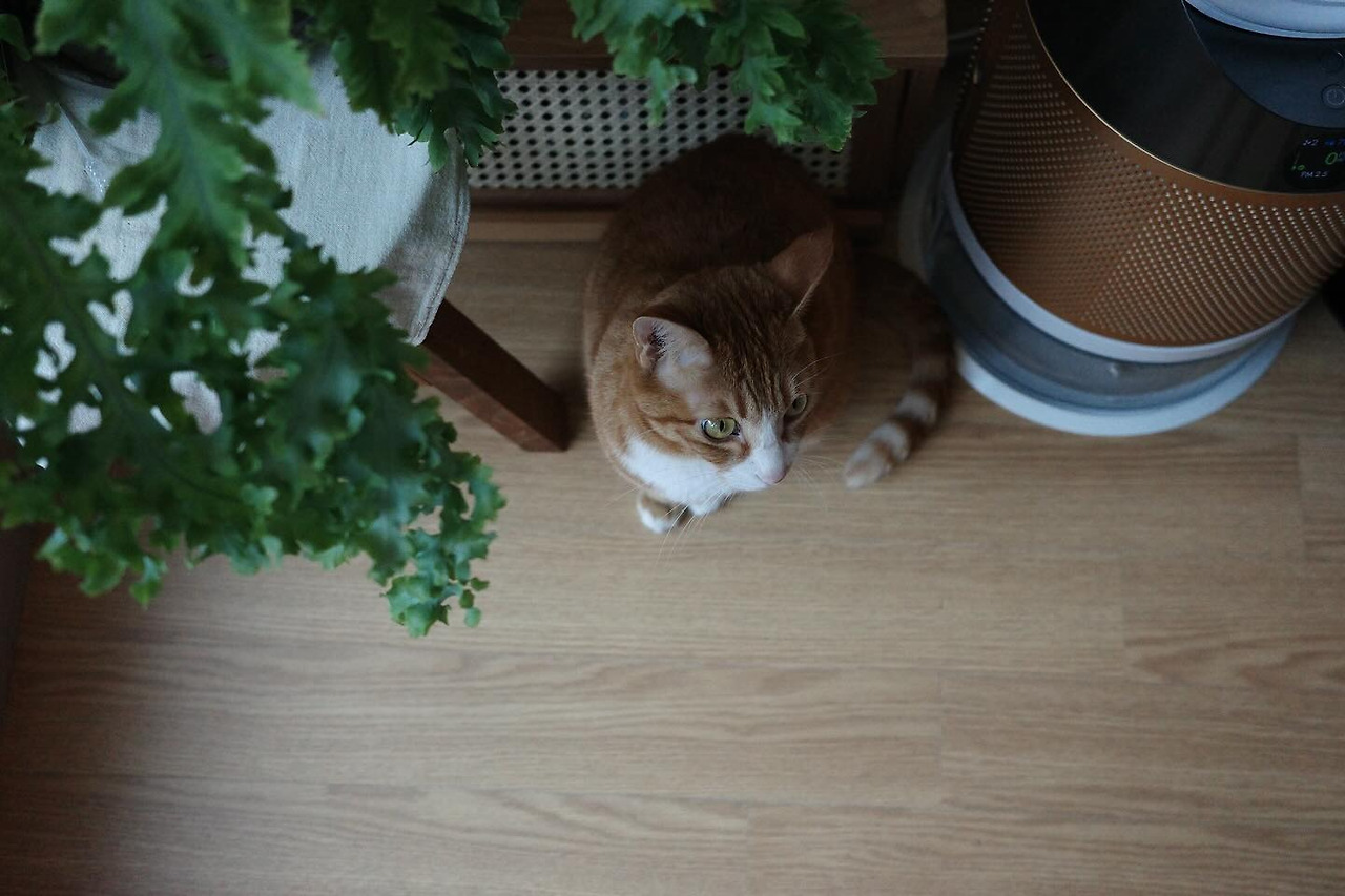 이엘 김새론 악플러 일침