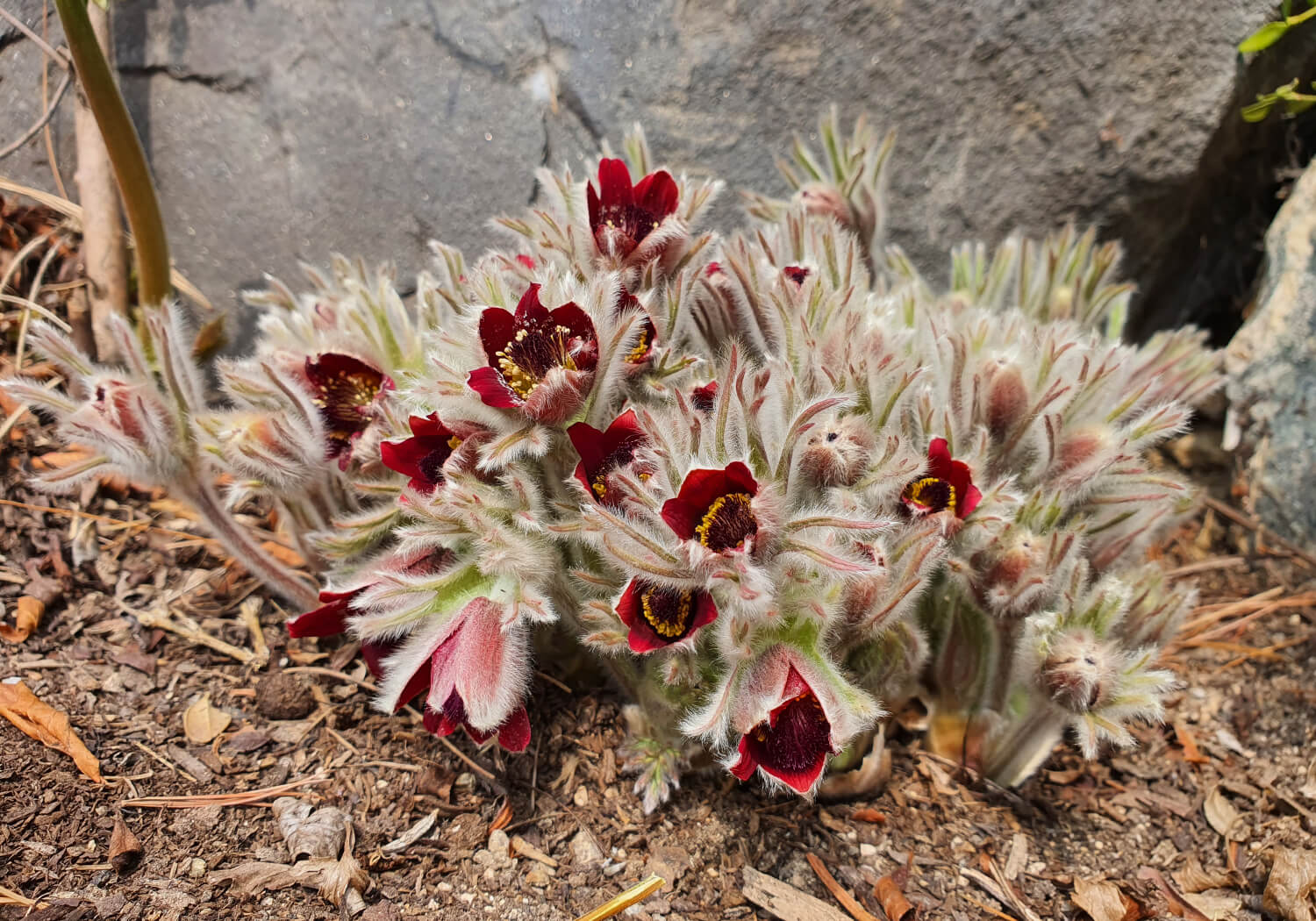 성남시식물원 할미꽃19