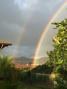 나무-덩쿨-뒤로-쌍무지개가-떠있는-장면