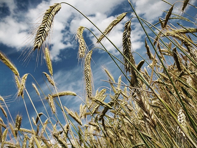 2024년 기본형 공익직불금 신청방법