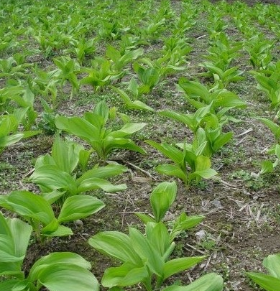 명이나물 효능 부작용 고르는법 영양성분 먹는법