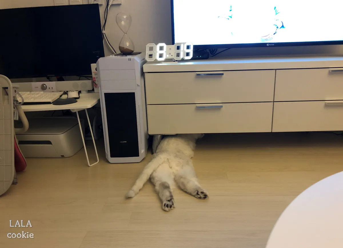 고양이-처음-키울때-힘든점-가구-밑에-들어가는-고양이