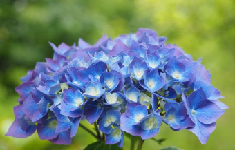 장생포 수국축제 최신 정보 22