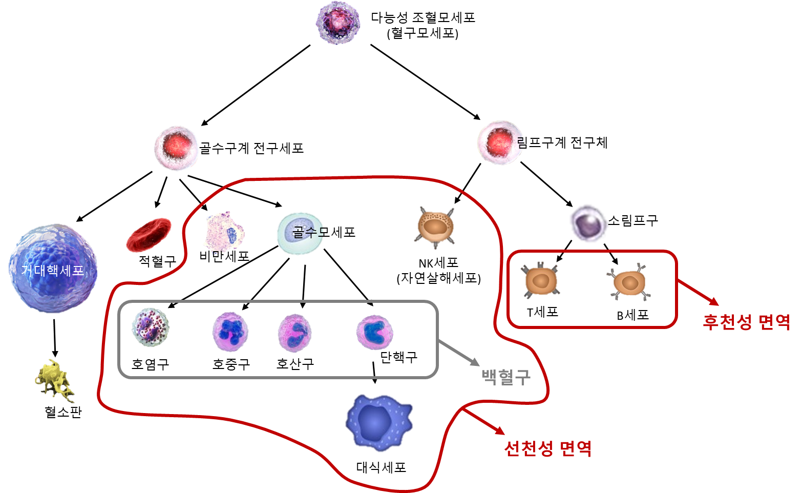 선천성 면역 vs 후천성 면역