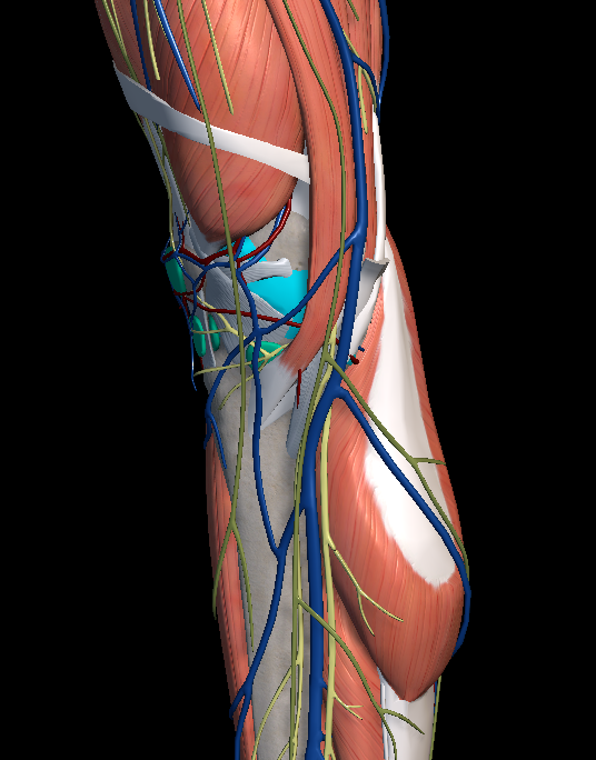 MCL 파열, LCL 파열