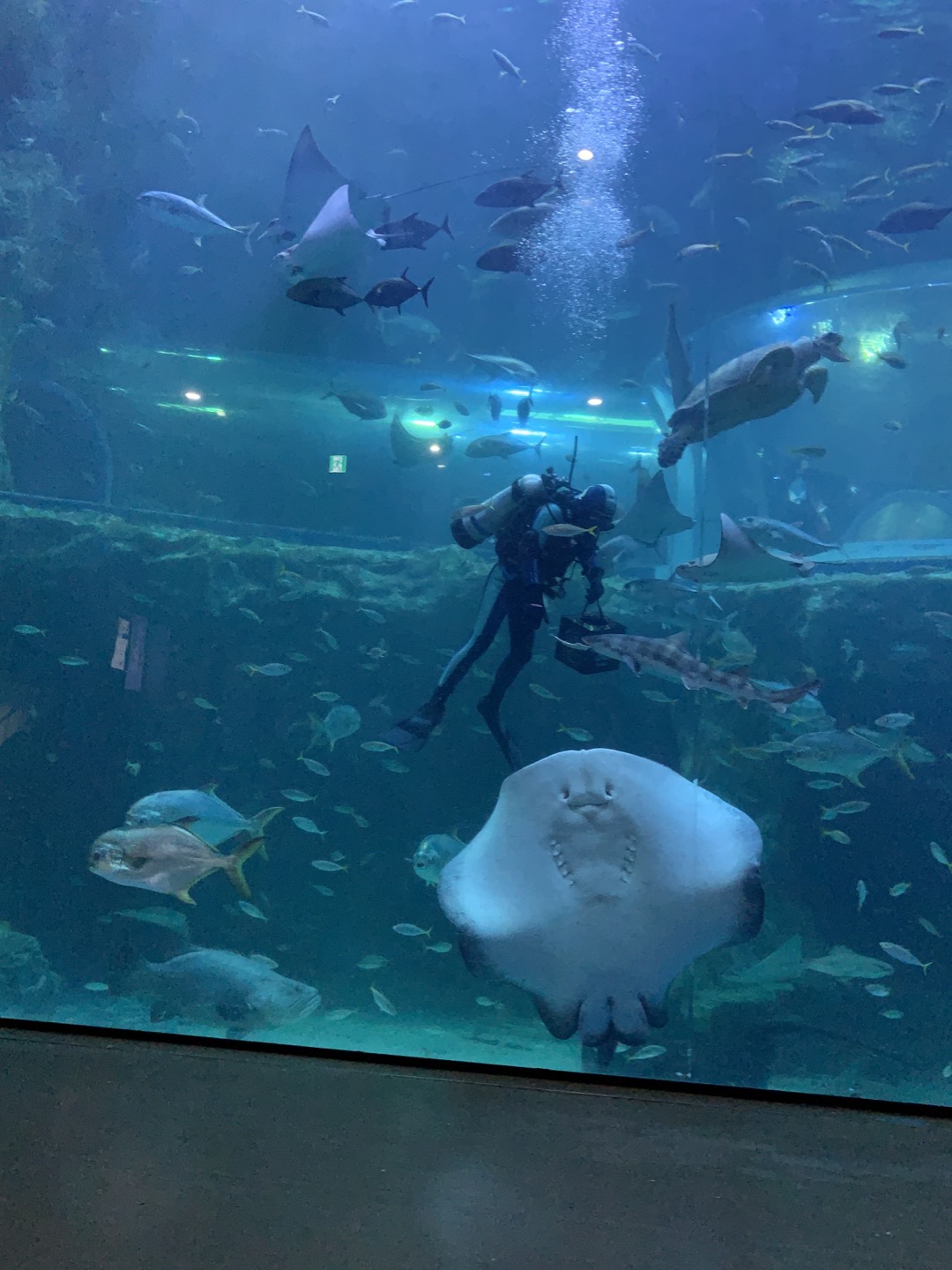 가오리 생태설명회