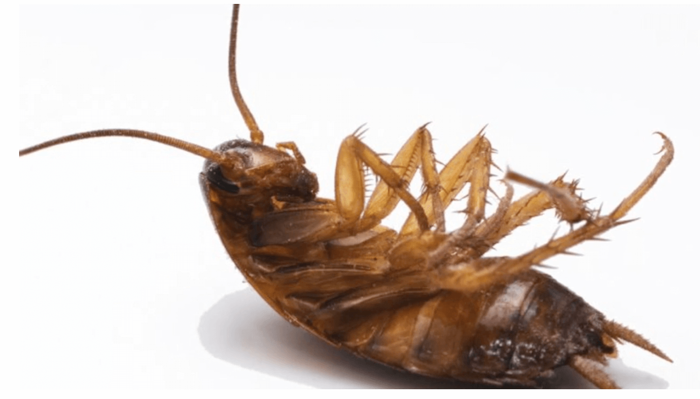 붕산을 먹고 죽은 바퀴