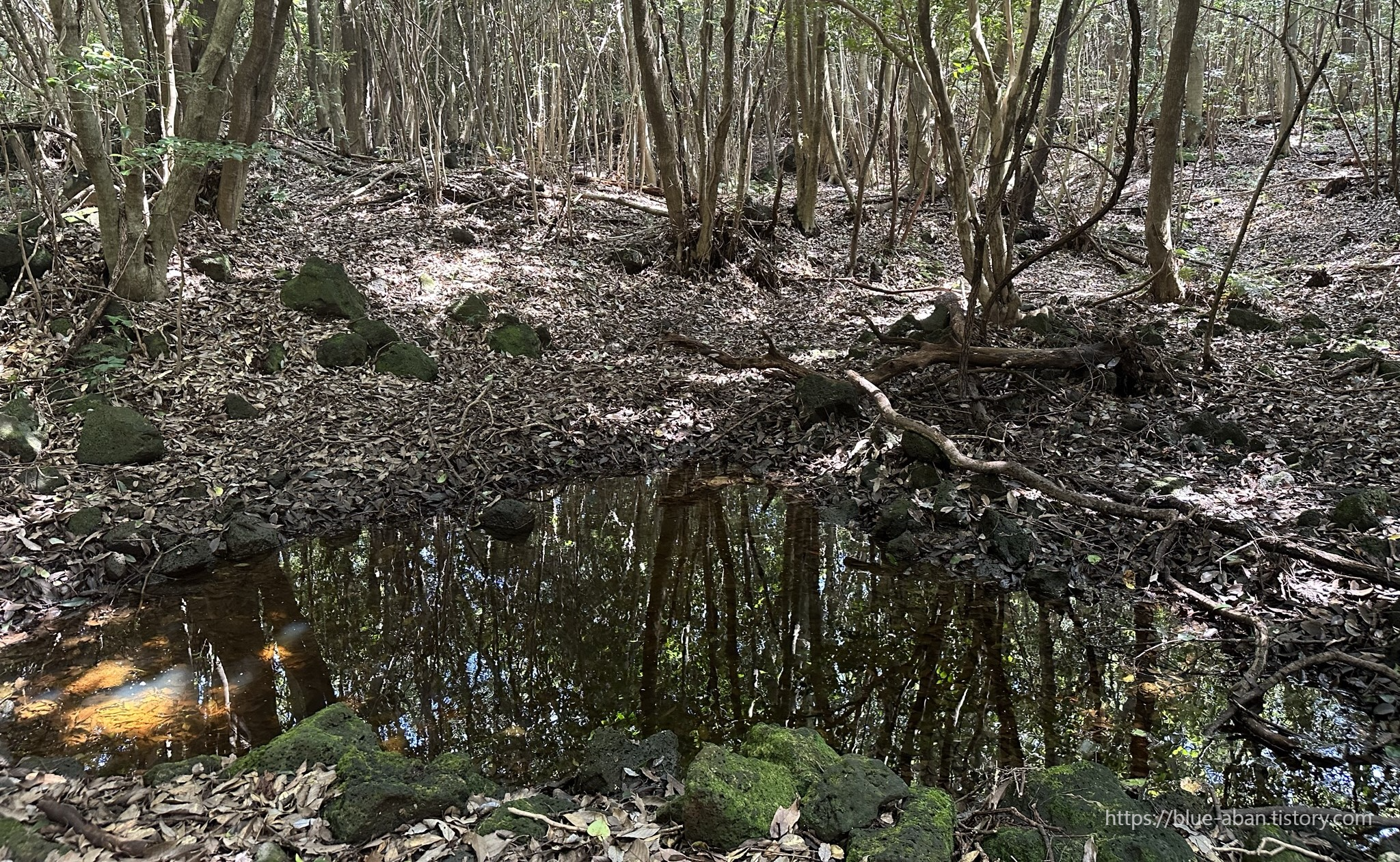 동백동산-산책로