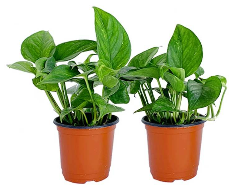 스킨답서스 화분 2개