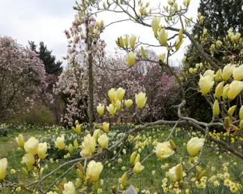 천리포수목원 목련 축제_17