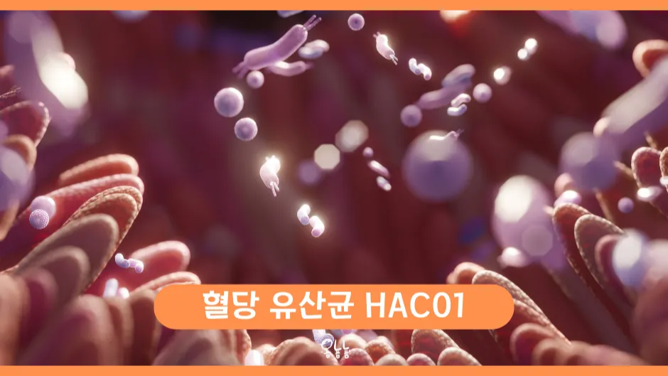 혈당 유산균 HAC01