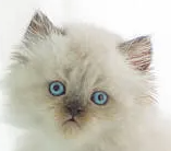 주인이 발견할 수 있는 고양이의 병세